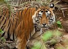 Sariska Tiger Reserve & Alwar Tour from Jaipur